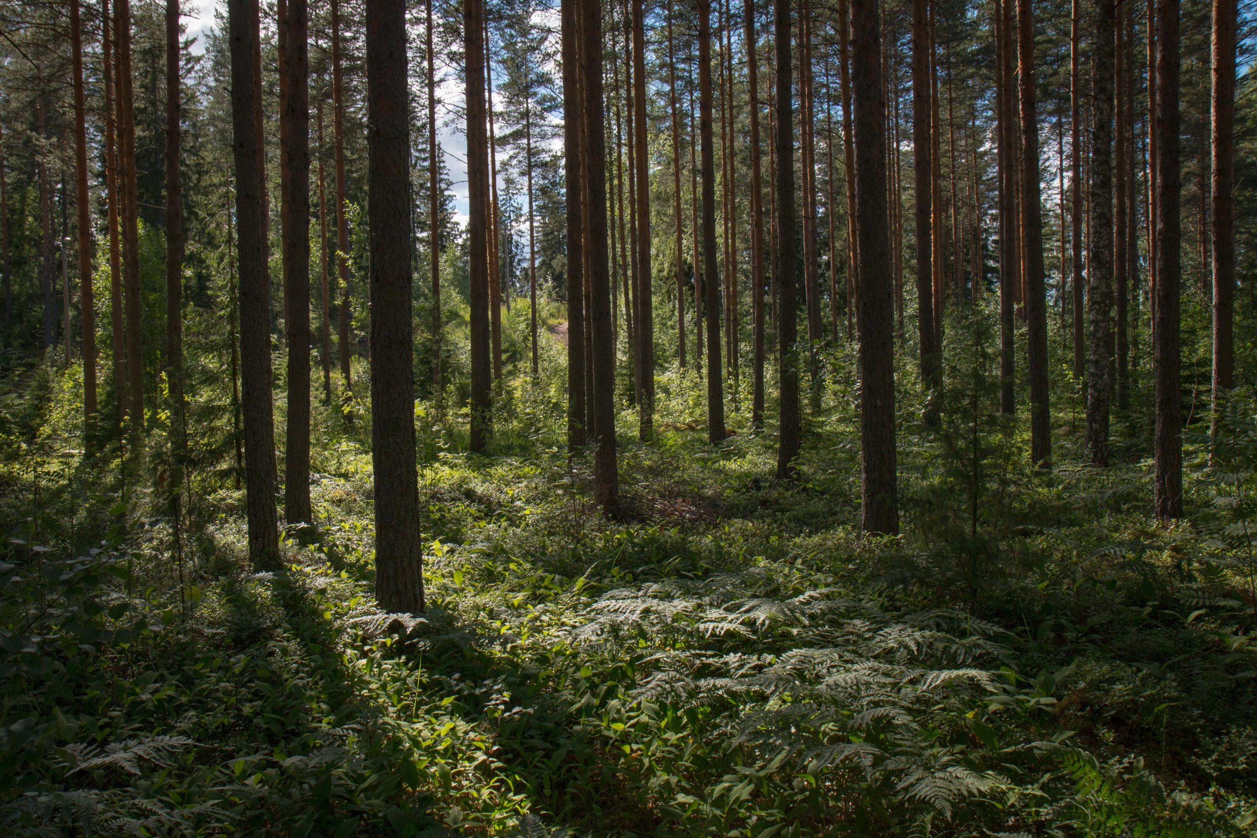 Sunlight coming through forrest trees
