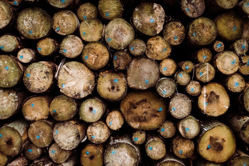 Freshly cut down trees stacked as logs within woodland.